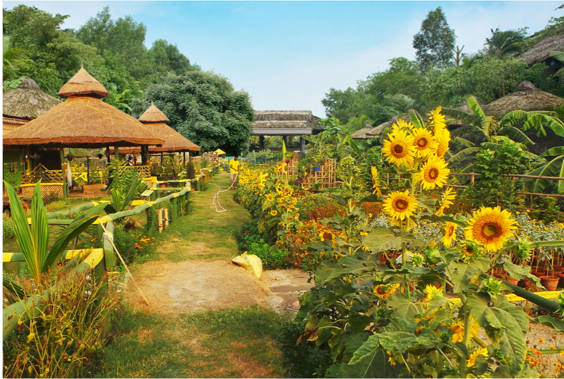 Sunflower-lined garden path through the Green Village